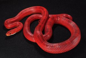 blood red corn snake