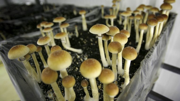 How to Grow Psilocybin: A Comprehensive Guide to Cultivating Magic Mushrooms