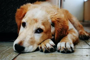 how to euthanize a dog with benadryl