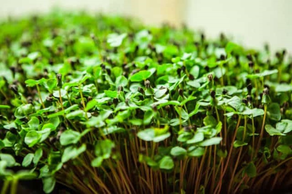 how to start microgreens business