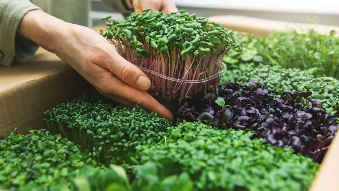 how to start a microgreens business from scratch