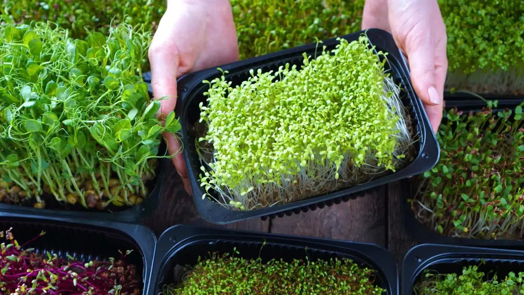 how to start a microgreen business